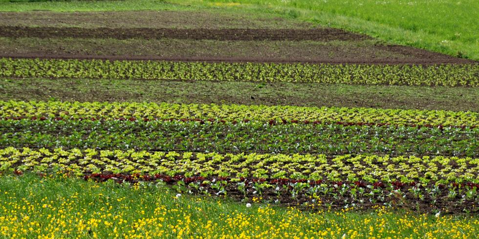Gärtnerei Strillinger | STRILLINGER Gemüse und Blumen Gärtnerei in