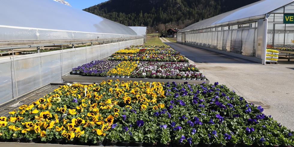 Gärtnerei Strillinger | STRILLINGER Gemüse und Blumen Gärtnerei in