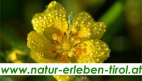 Natur erleben in Tirol ÖFNER ELFRIEDE St. Johann in Tirol | Bezirk Kitzbühel