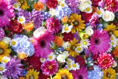 Valentinstag - Sag's mit BLUMEN - Ich hab' Dich gern!