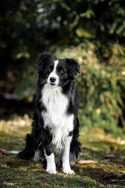 Unsere Hunde Sunhillstables Die Ranch Bei Kitzbuhel Tirol Quarter Horse Paint Horse Australian Shepherdzucht Westernreiten Gesundes Fur Mensch Und Tier Aktuell Im Web