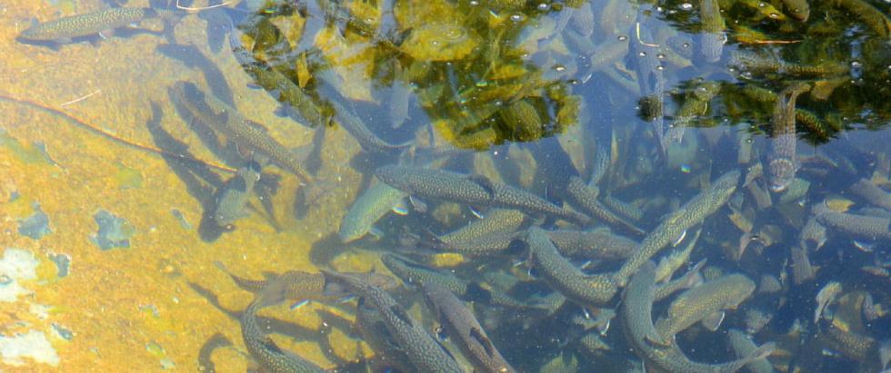 Besatzfische FISCHZUCHT HECHENBERGER Frische Saiblinge und Forellen
