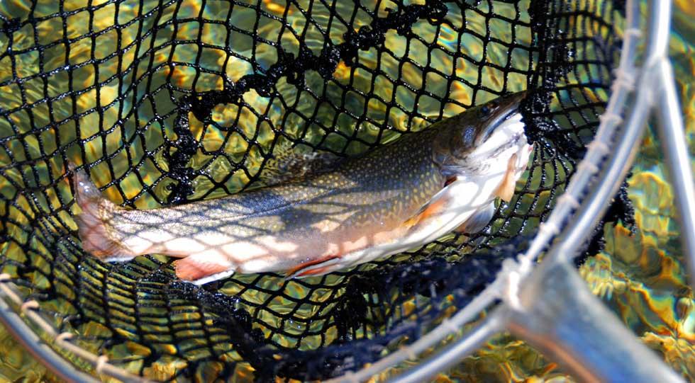41+ Speisefische Im Teich Züchten, Wenn sie aber in ihrem teich ein