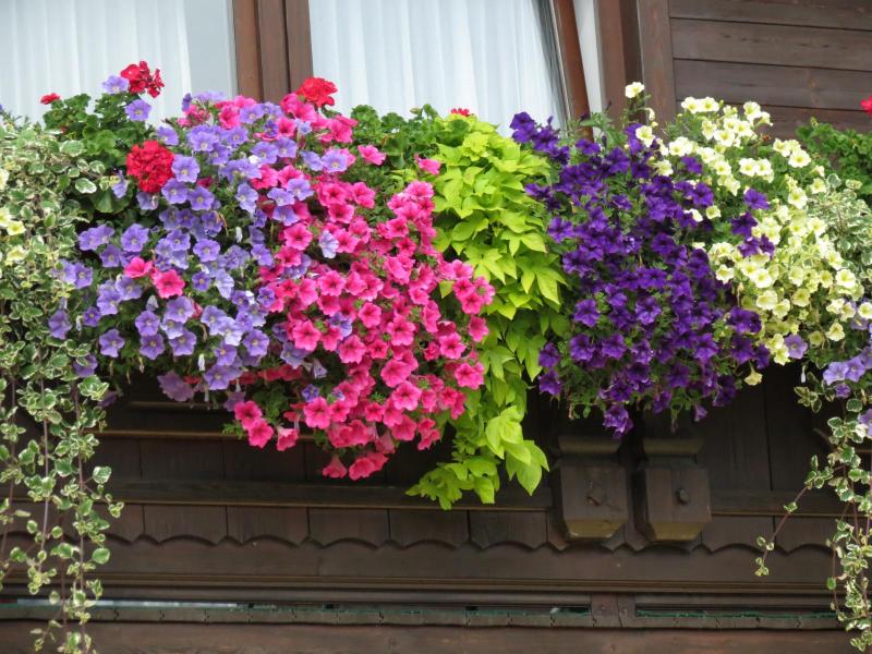 Balkonblumen Blumen Wagner Münster Gärtnerei Balkonblumen