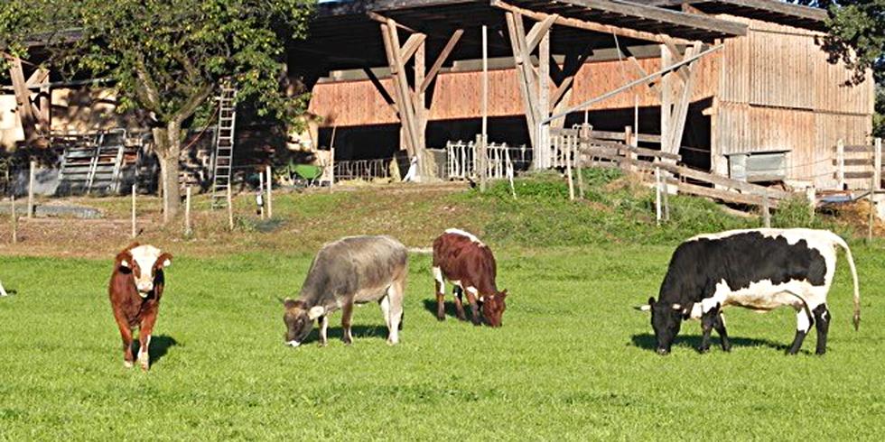 Bio Rinder | BIOHOF PINNERSDORF Joachim Astl | bezirksbegleiter.at