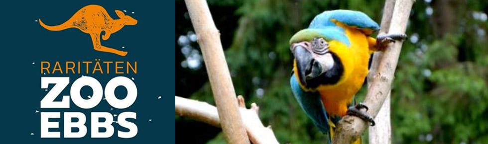 Einladungskarten 12 36 Tiere Mix Einladungen Kindergeburtstag