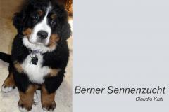 Hundezucht Tirol BERNER SENNENHUND ZUCHT vom Isländerhof | Claudio Kistl Bernersennenzucht Kundl