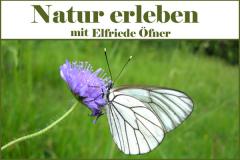 Natur erleben in Tirol ÖFNER ELFRIEDE St. Johann in Tirol | Bezirk Kitzbühel