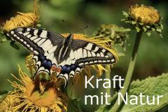 Kraft mit Natur MARTHA MAIER ätherische Öle Erl Tirol