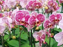 Orchideen