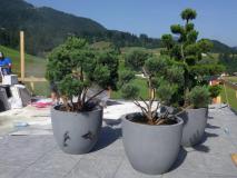 meditierane Kübelpflanzen & Bonsai