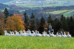 Bio Weidegänse vom Bergbauern aus Rettenschöss / Bezirk Kufstein / Tirol