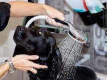 Waschen Ihres Hundes mit hochwertigen Produkten!