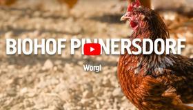 Biohof Pinnersdorf - Geflügelhaltung