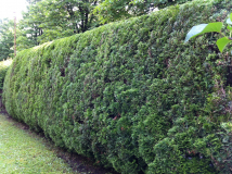 Heckenschneiden Alfred Falk Galabau Gartenbau Gartenpflege