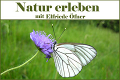 Natur erleben in Tirol ÖFNER ELFRIEDE St. Johann in Tirol 